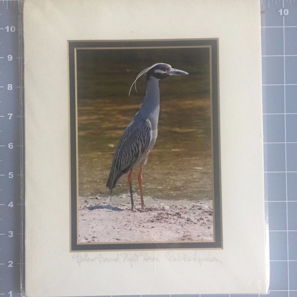 Yellow Crowned Night Heron Photo Signed